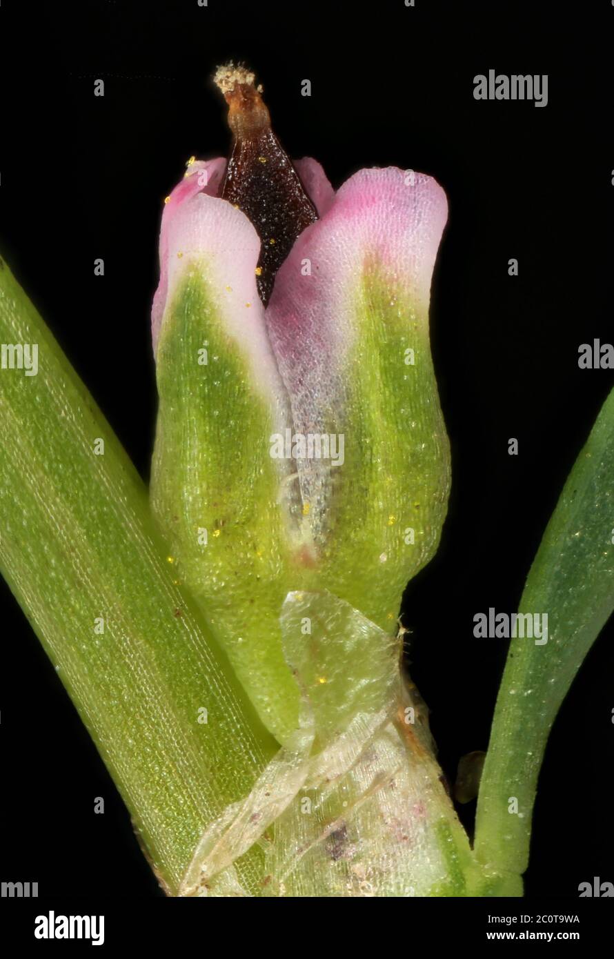 Common Knotgrass (Polygonum aviculare). Fruit Closeup Stock Photo