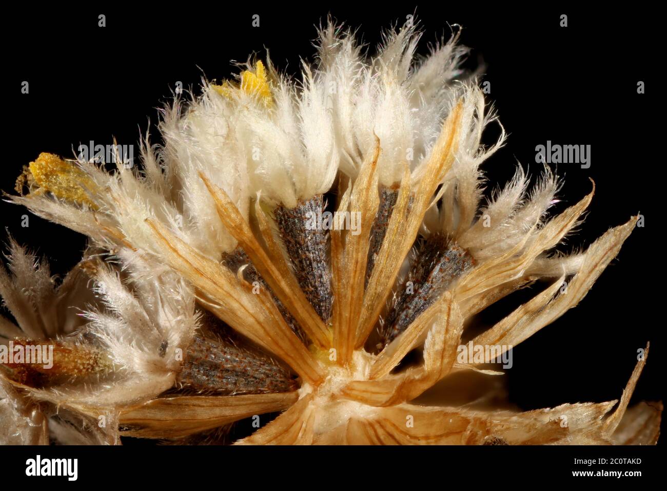 Gallant Soldier (Galinsoga parviflora). Fruiting Capitulum Closeup Stock Photo