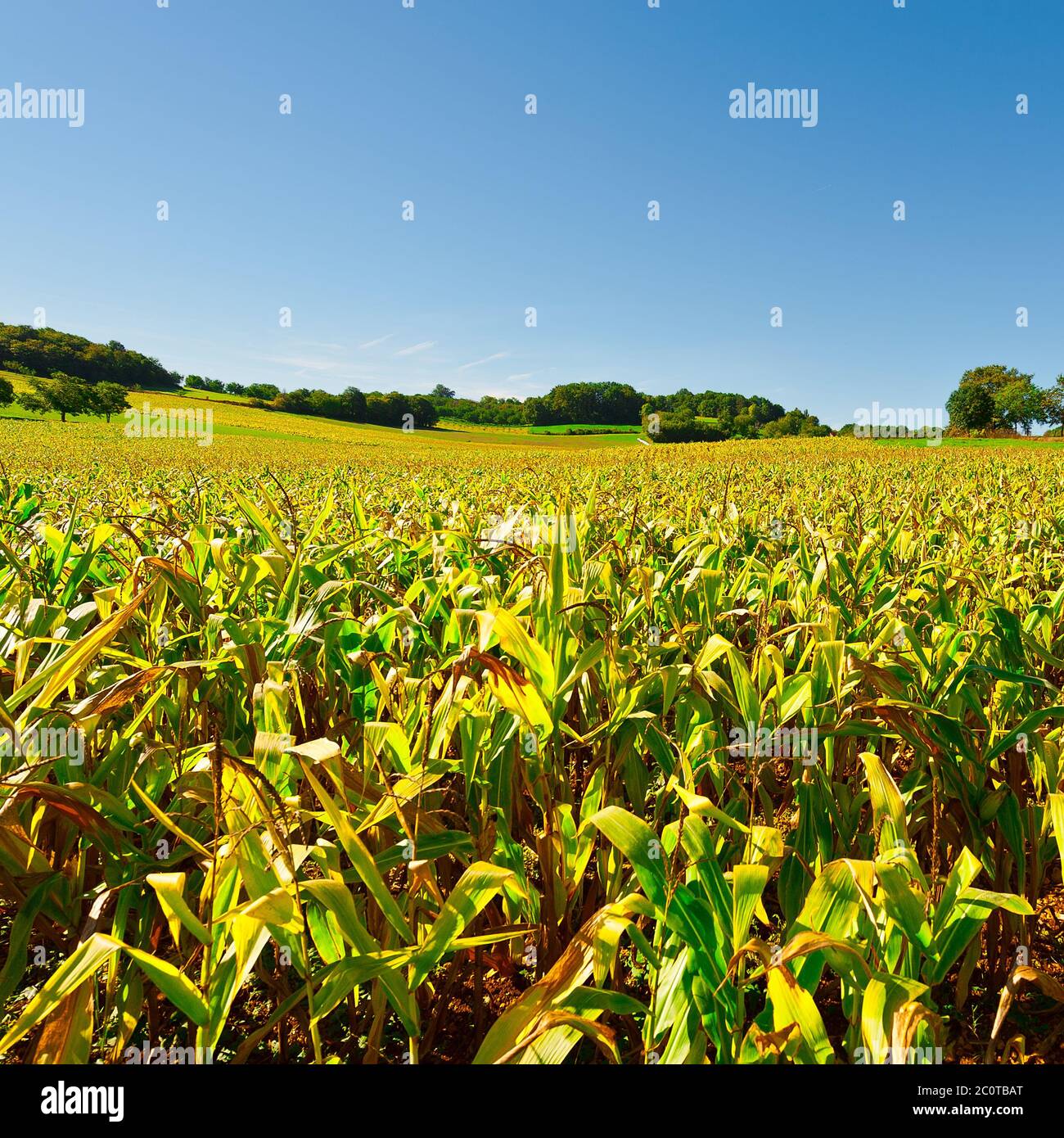 Corn field blue sky soil hi-res stock photography and images - Alamy