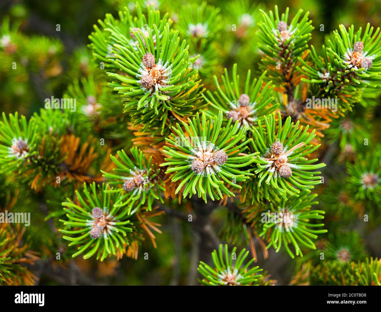 details of a branch of pine with pine needles and pine cones Stock ...