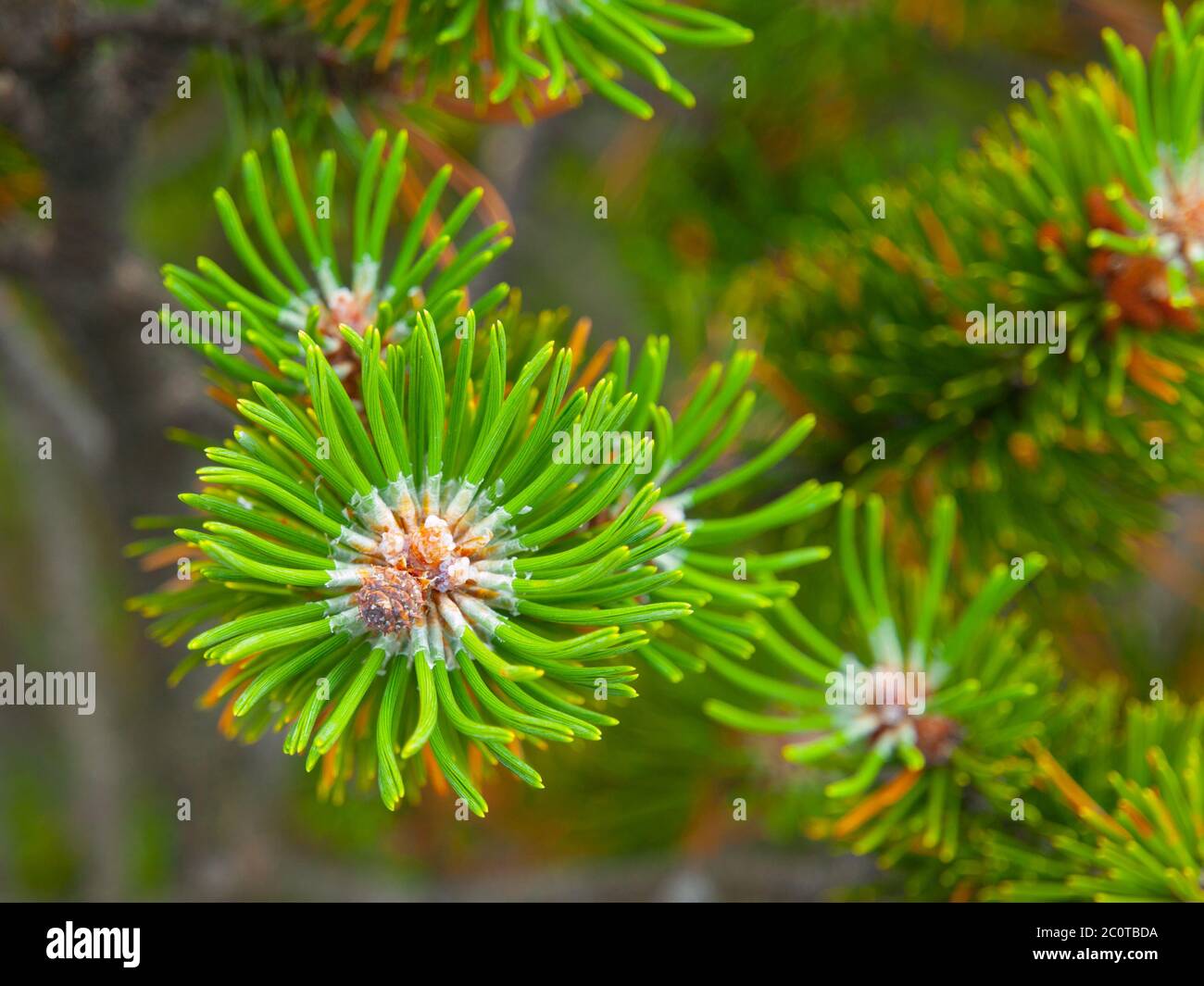 details of a branch of pine with pine needles and pine cones Stock ...