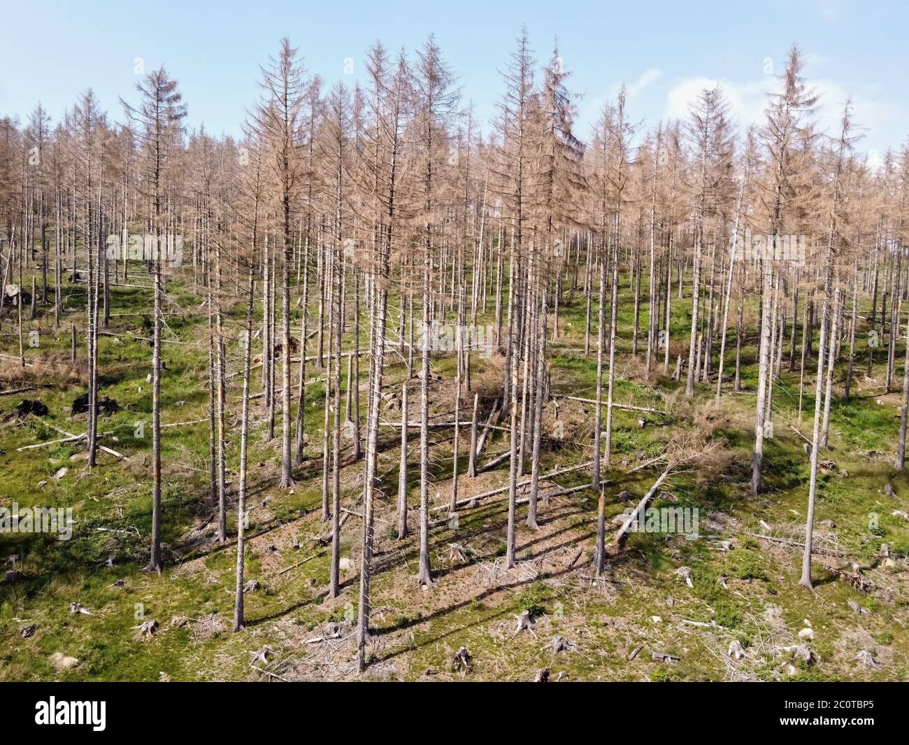 Aerial drone view of forest dieback in Germany. Dying spruce trees in the Harz mountains, Saxony-Anhalt. Drought and bark beetle infestation. Stock Photo