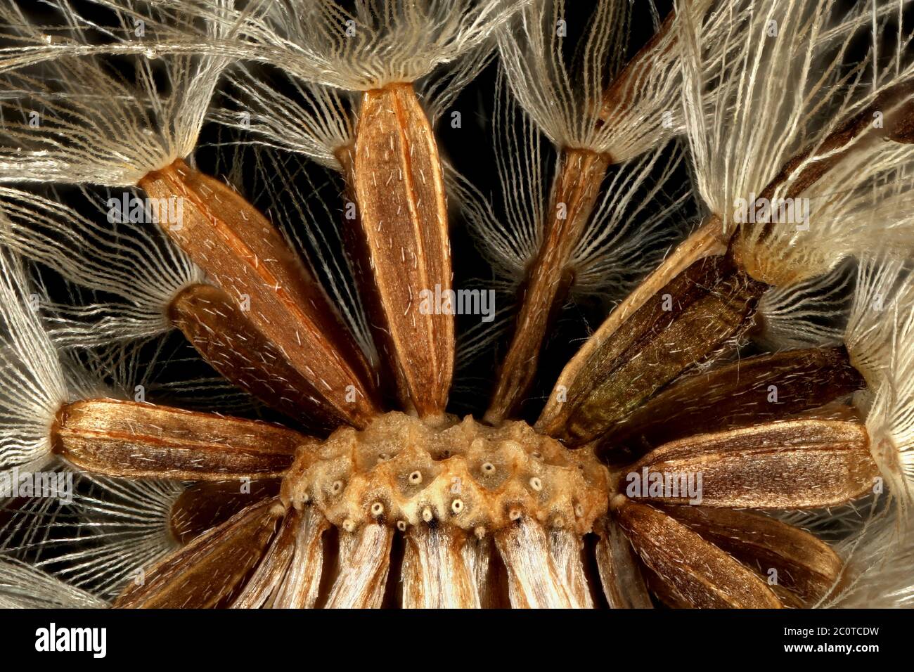 Confused Michaelmas Daisy (Symphyotrichum novi-belgii). Achenes Closeup Stock Photo