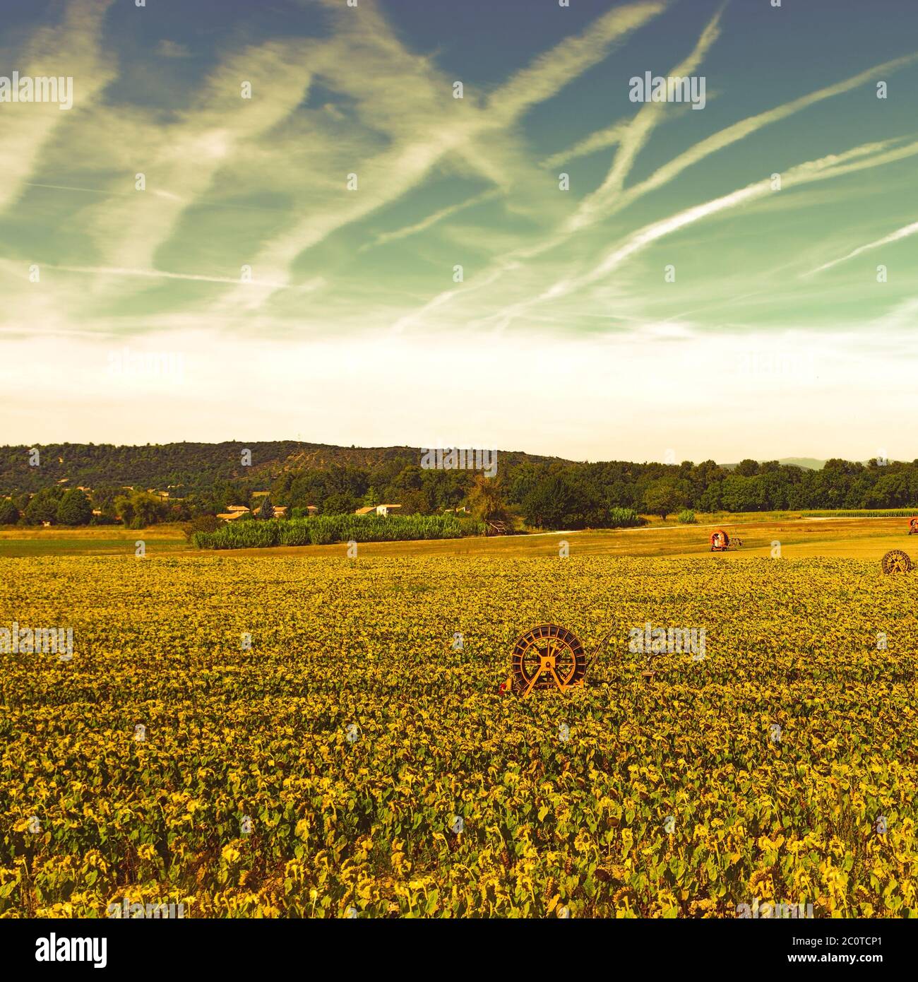 Sunflower field france sunrise hi-res stock photography and images - Alamy
