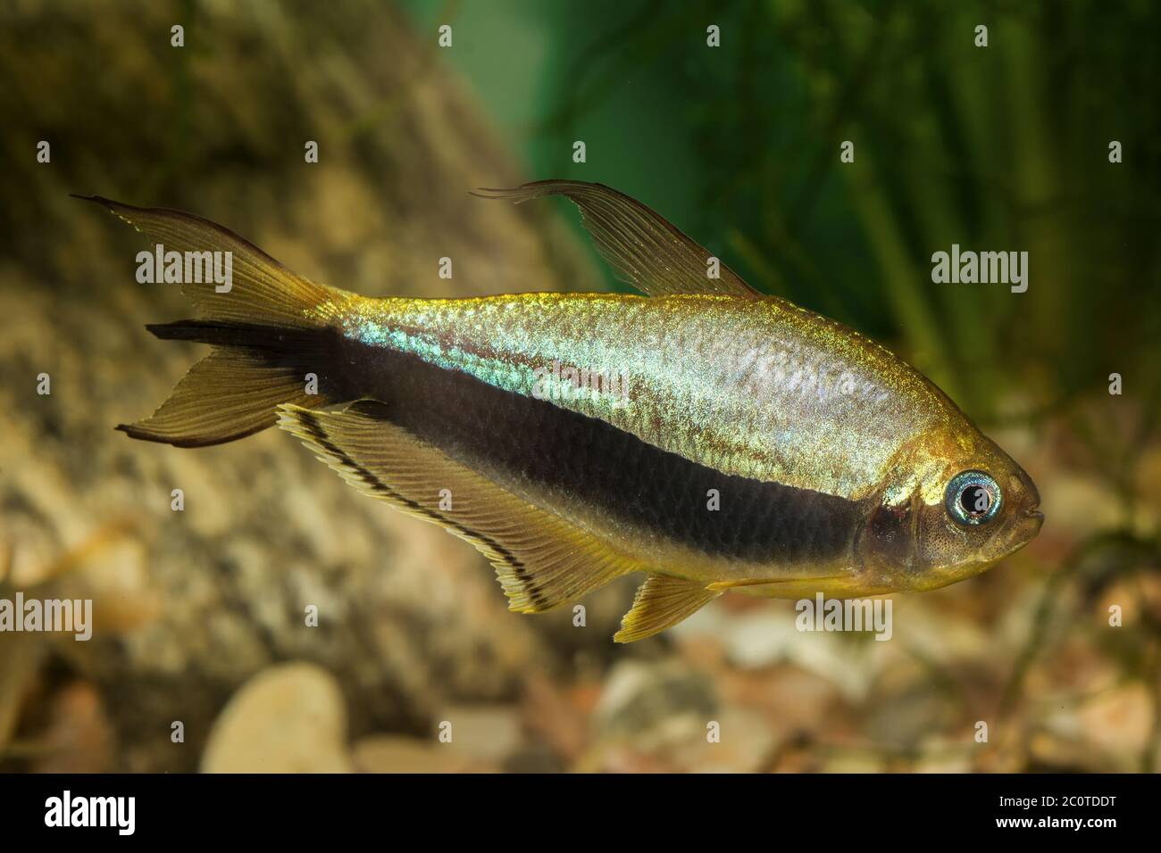 Tetra fish with black stripe Stock Photo Alamy