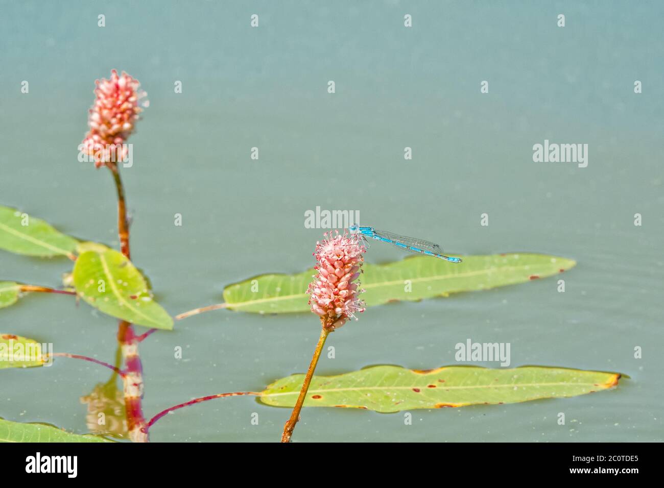 Blue dragonfly sitting on the plant Stock Photo - Alamy