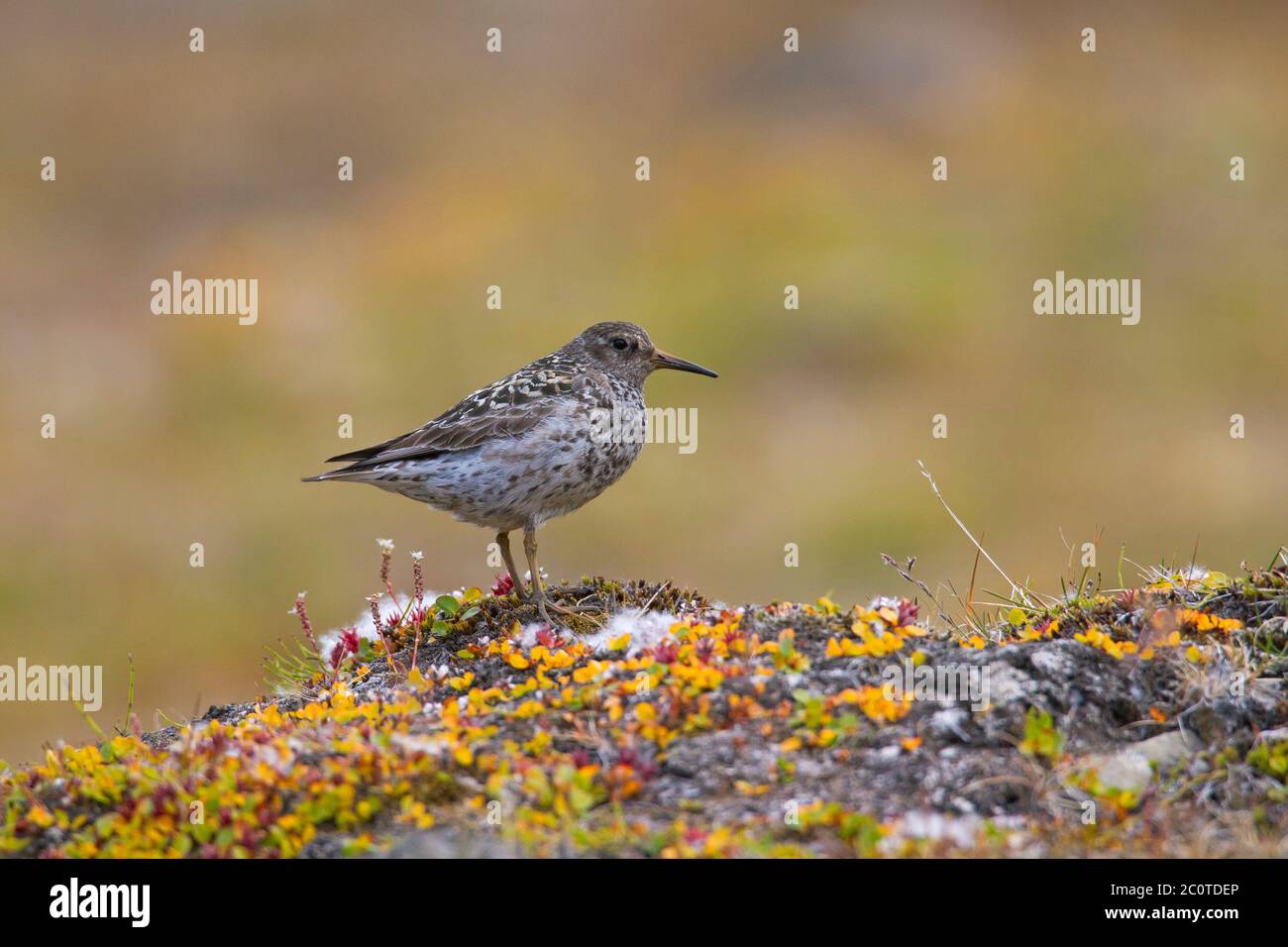 purple sandpiper breeding