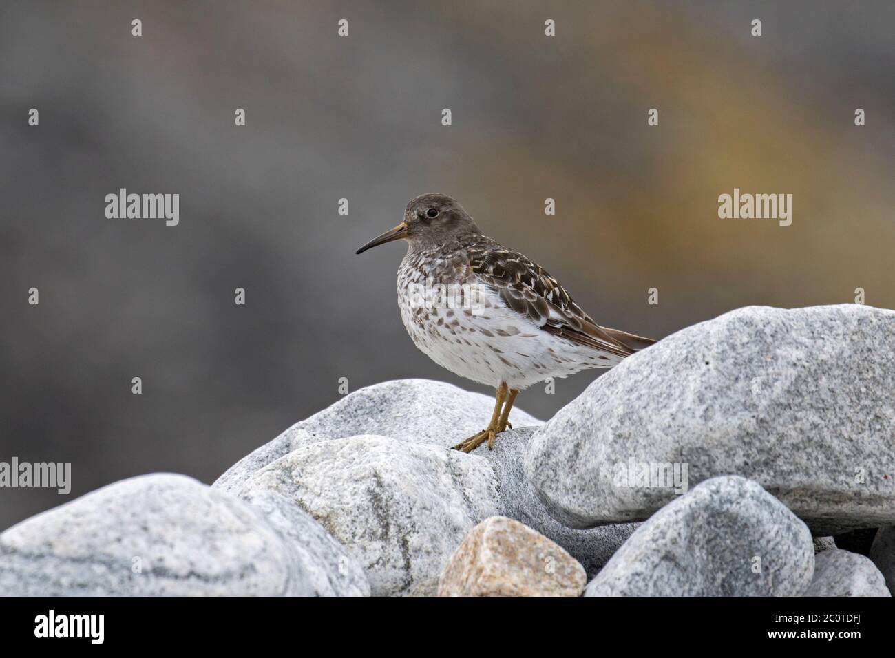 purple sandpiper breeding