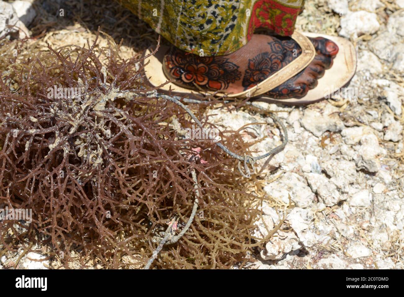 TANZANIA, Zanzibar, due to climate change and rising water temperatures seaweed farmer have shifted to plant red algae farming in deep water, drying algae in sun, woman foot with henna painting Stock Photo
