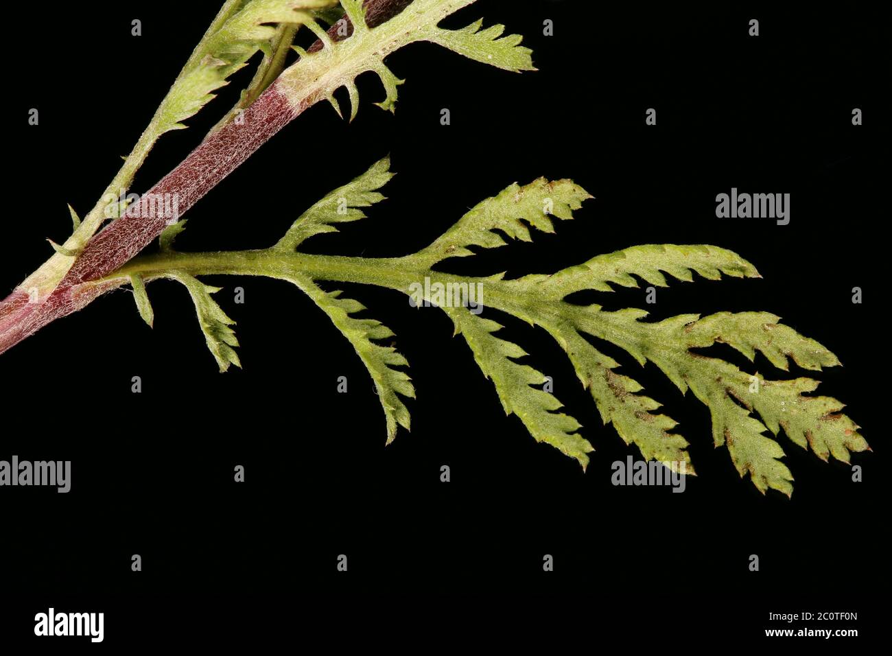 Yellow Chamomile (Cota tinctoria). Leaf Closeup Stock Photo