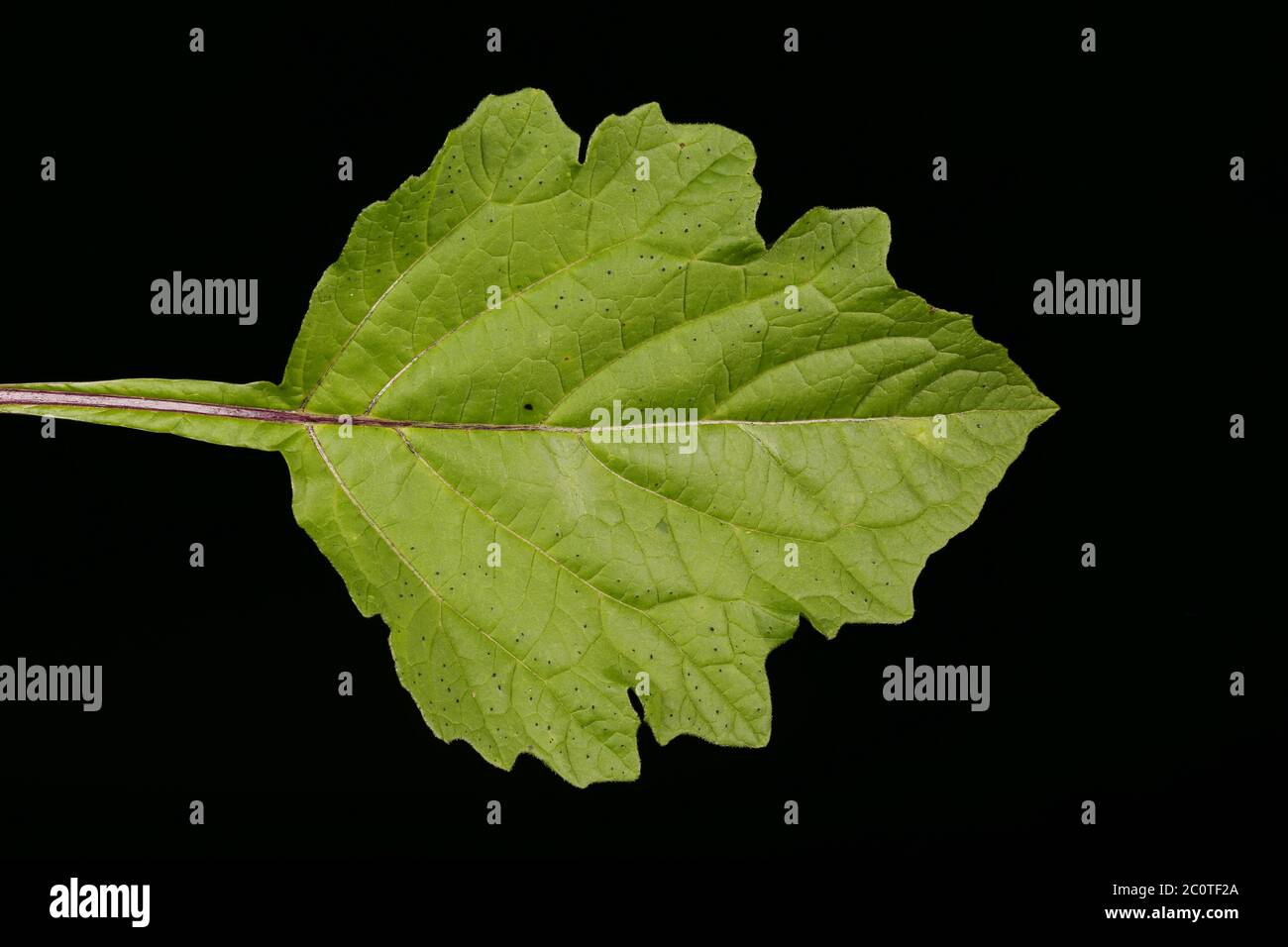 Apple-of-Peru (Nicandra physalodes). Leaf Closeup Stock Photo