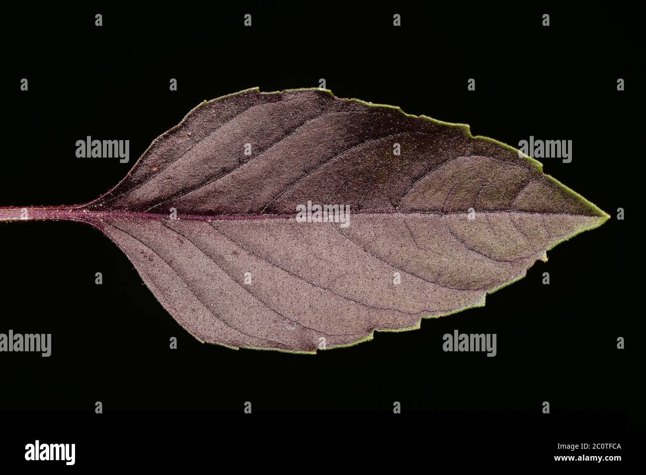 Basil (Ocimum basilicum). Leaf Closeup Stock Photo