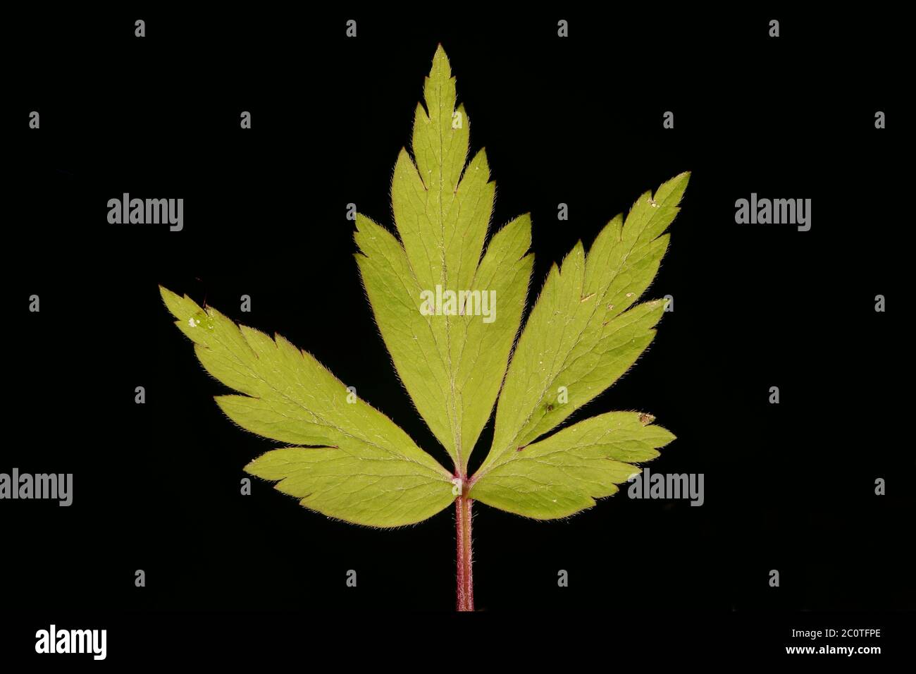 Wood Anemone (Anemone nemorosa). Leaf Closeup Stock Photo Alamy