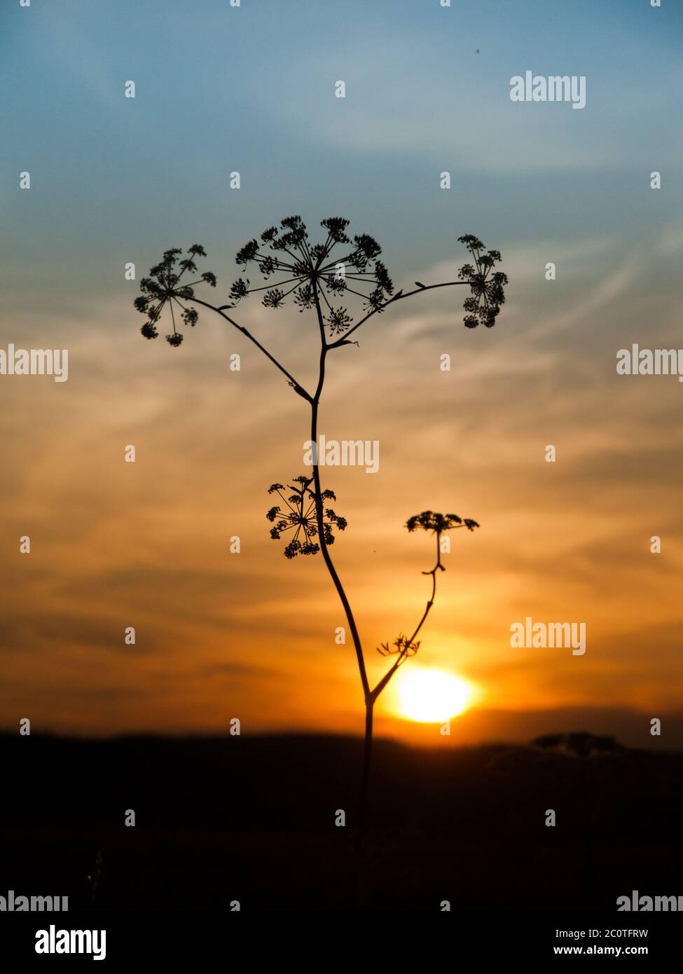Sunset with solhouette of hogweed plant, Heracleum sphondylium Stock Photo
