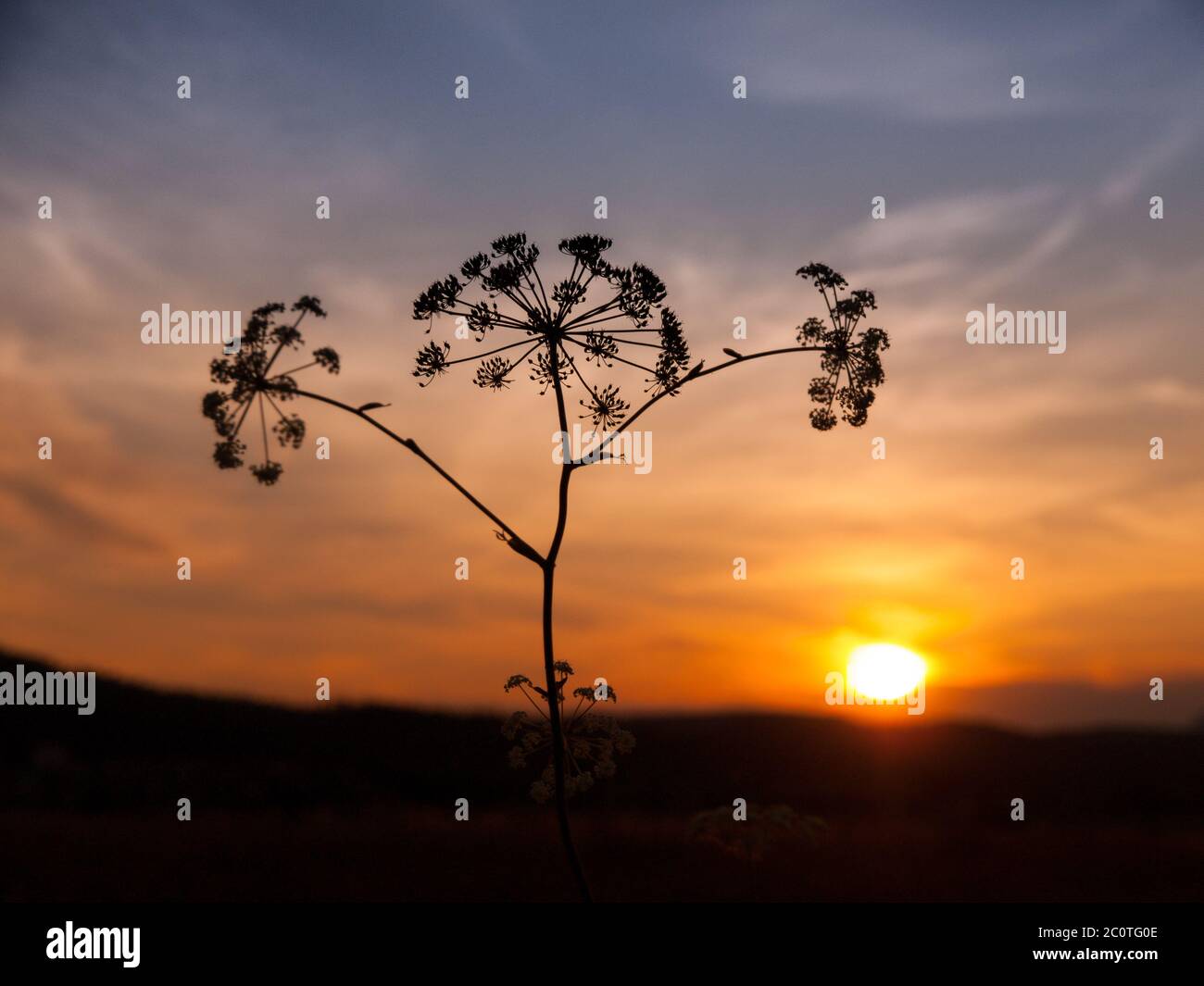 Sunset with solhouette of hogweed plant, Heracleum sphondylium Stock Photo