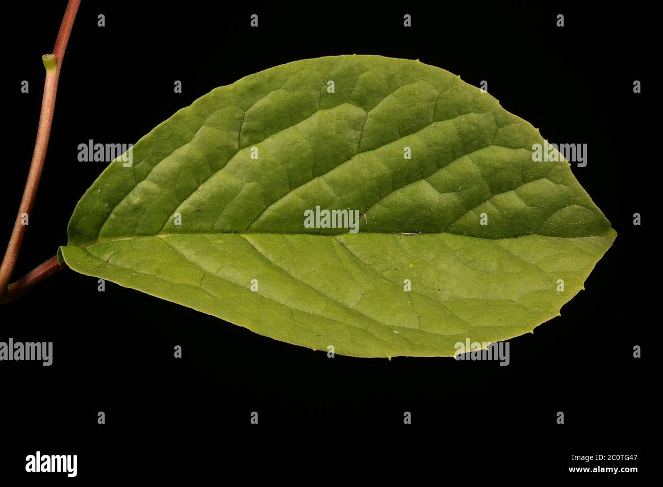 Magnolia Vine (Schisandra chinensis). Leaf Closeup Stock Photo