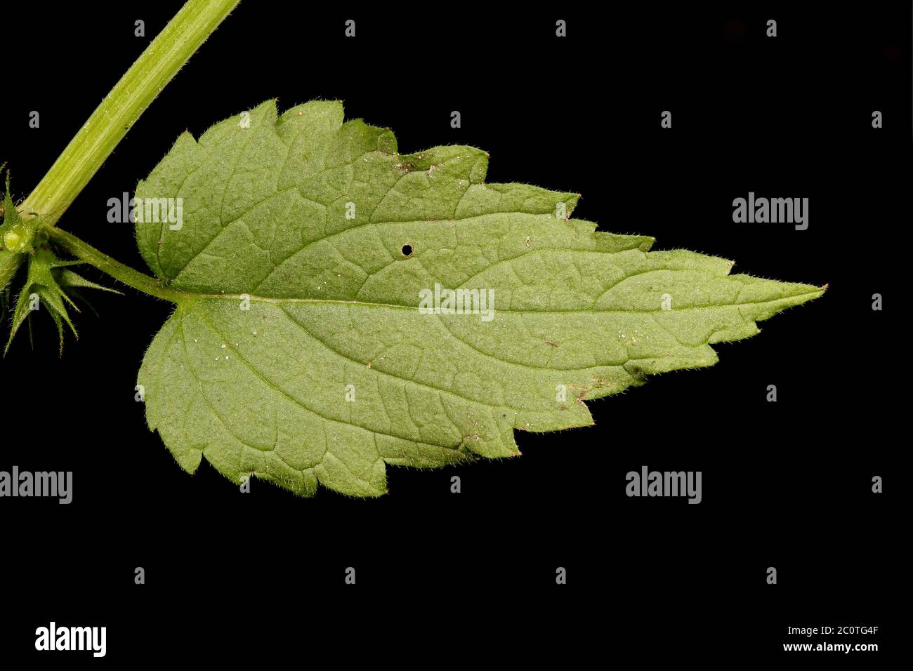 White Dead-Nettle (Lamium album). Leaf Closeup Stock Photo