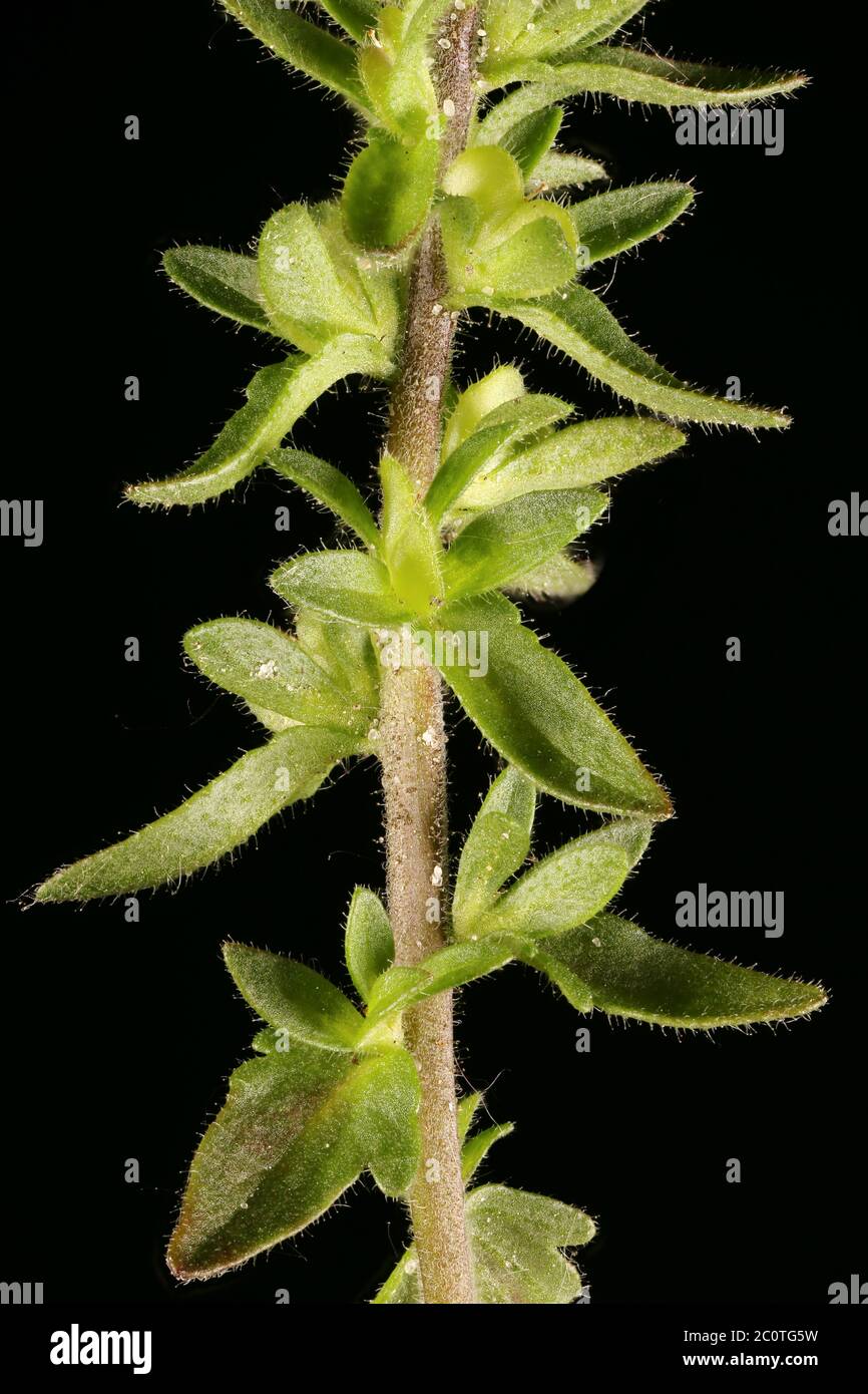 Wall Speedwell (Veronica arvensis). Stem and Leaves Closeup Stock Photo