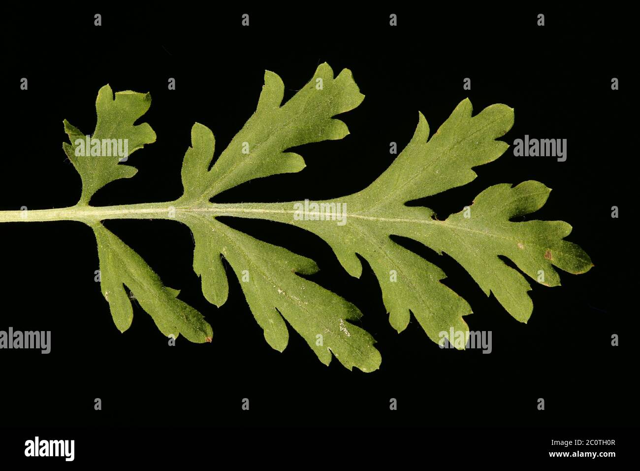 Feverfew (Tanacetum parthenium). Leaf Closeup Stock Photo