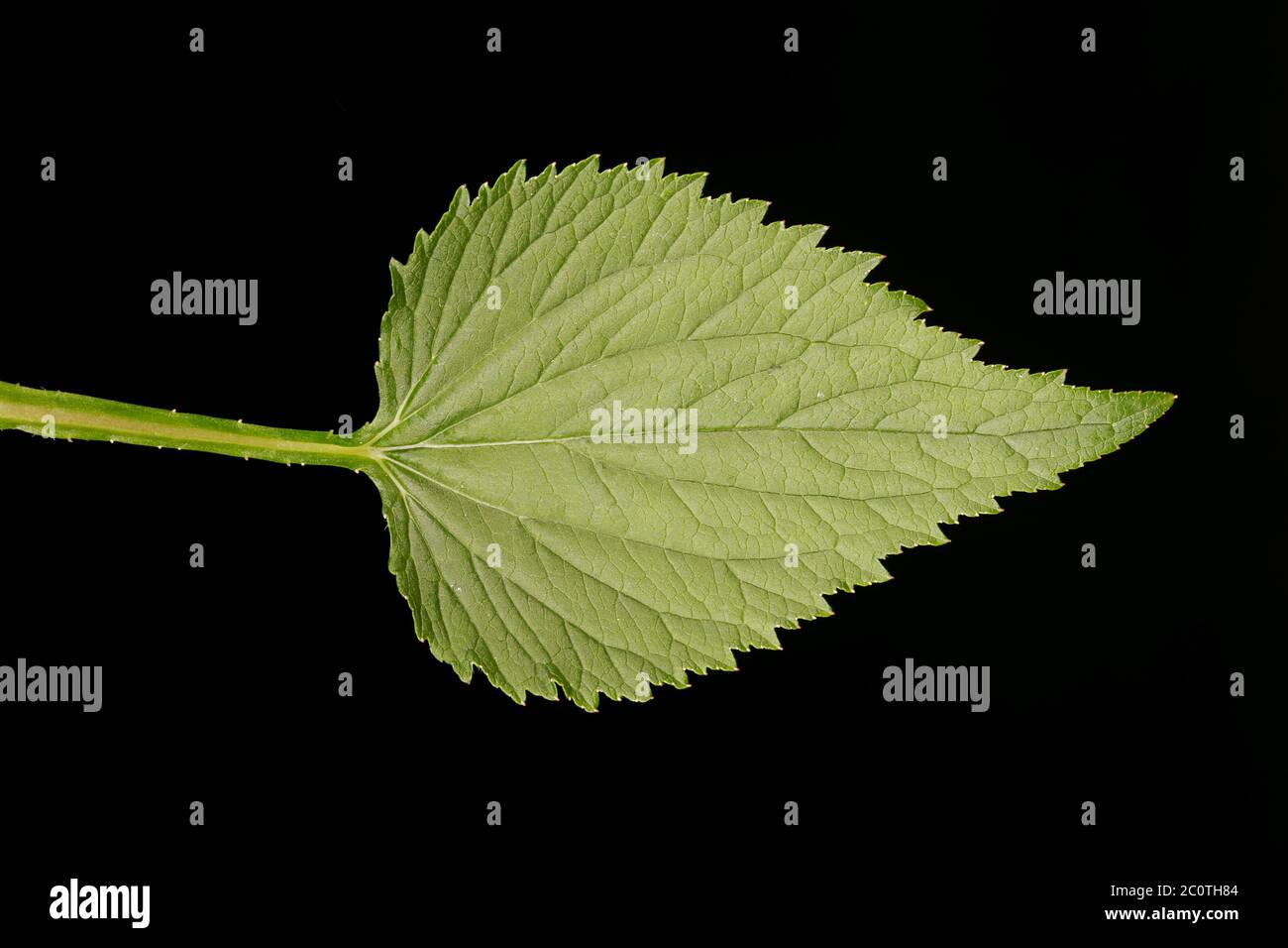 Spotted Bellflower (Campanula punctata). Leaf Closeup Stock Photo