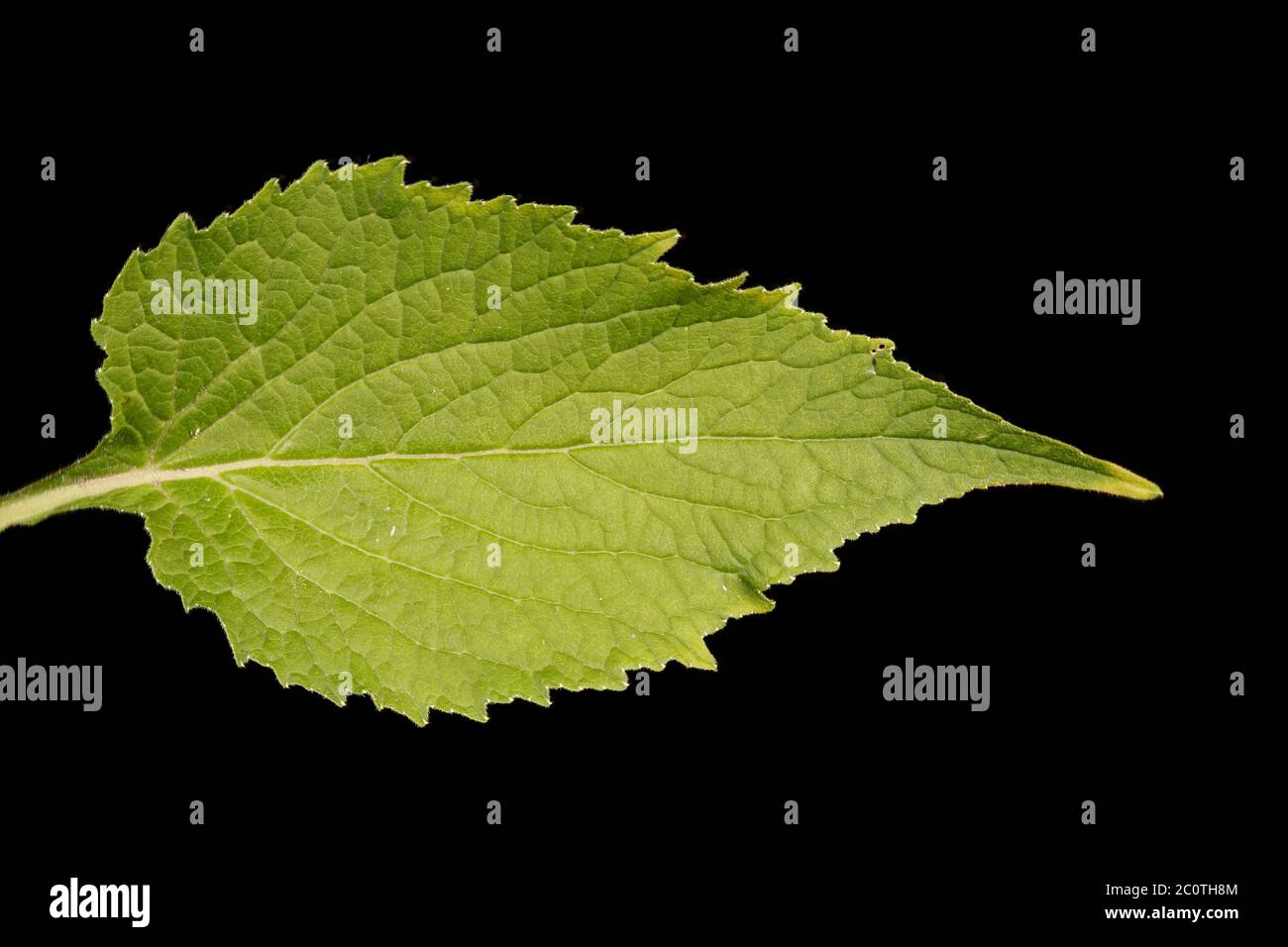 Giant Bellflower (Campanula latifolia). Leaf Closeup Stock Photo
