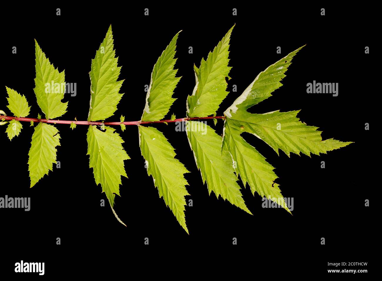 Meadowsweet (Filipendula ulmaria). Leaf Closeup Stock Photo