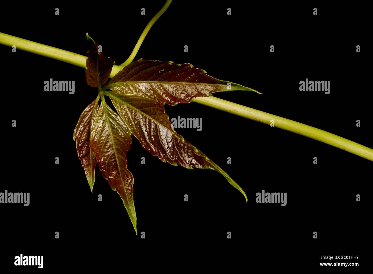 Thicket Creeper (Parthenocissus inserta). Young Leaf Closeup Stock Photo