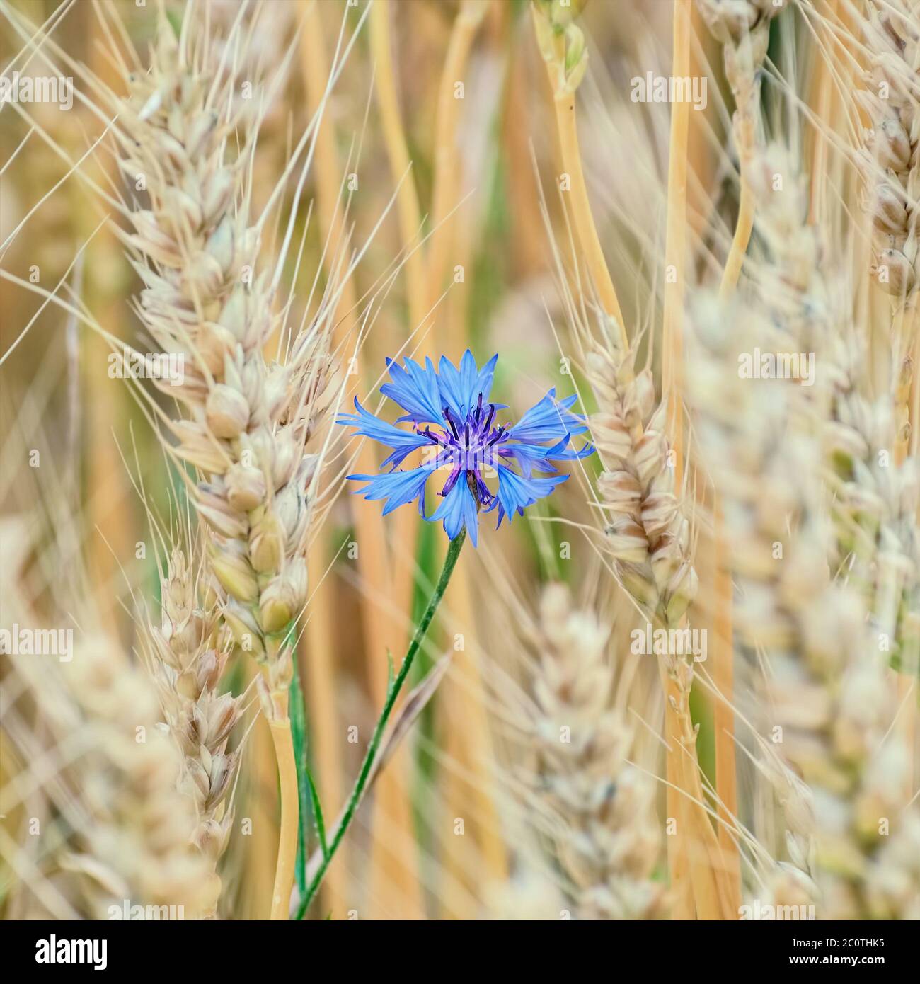 Blue cornflower hires stock photography and images Alamy