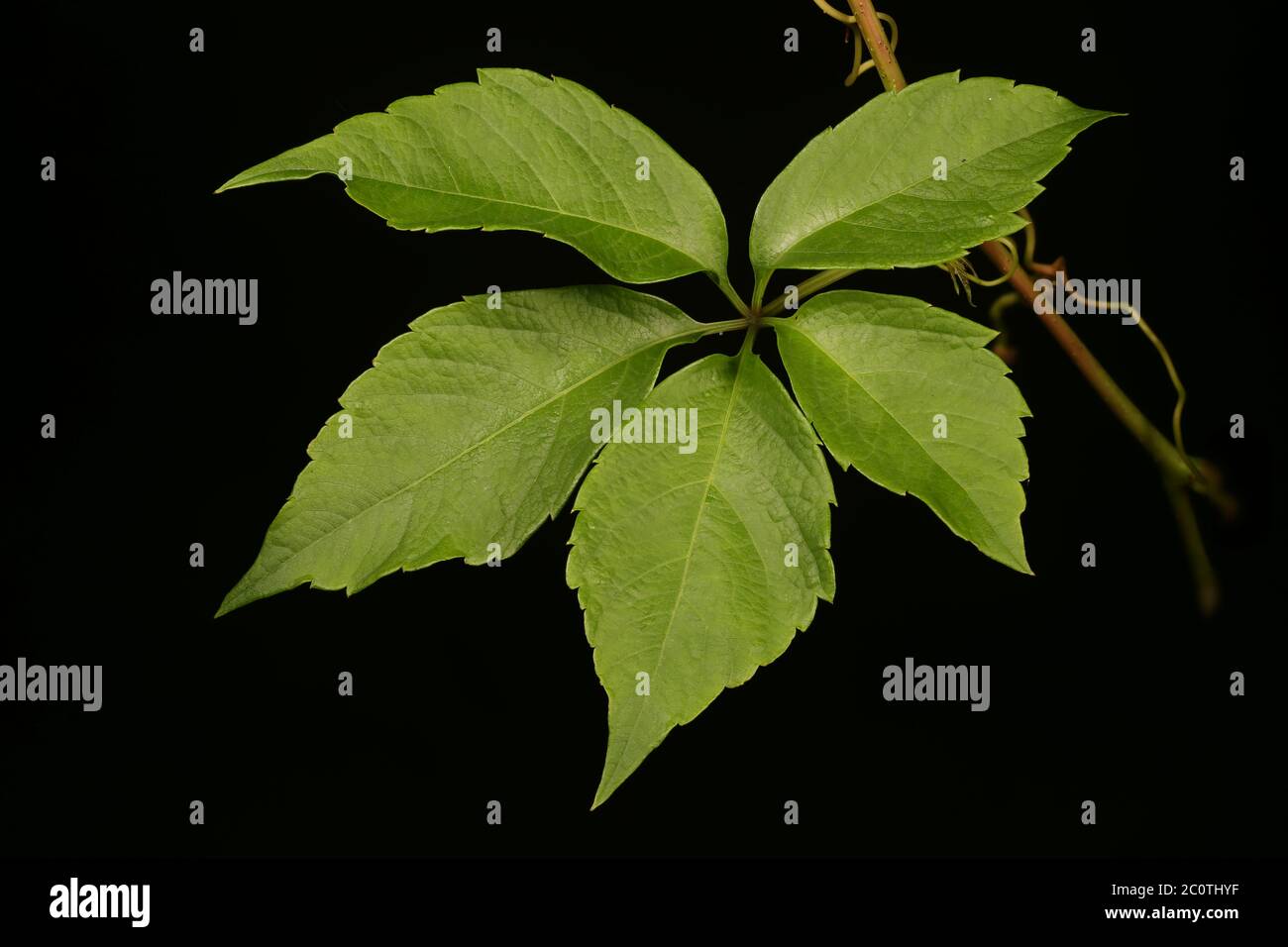 Virginia Creeper (Parthenocissus quinquefolia). Leaf Closeup Stock Photo