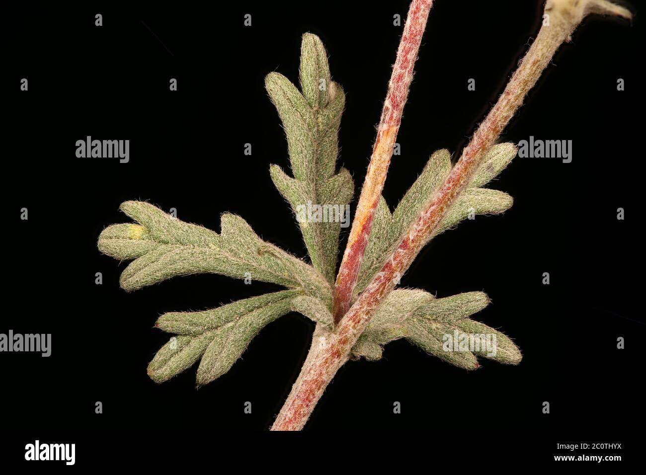 Silver Cinquefoil (Potentilla argentea). Leaf Closeup Stock Photo