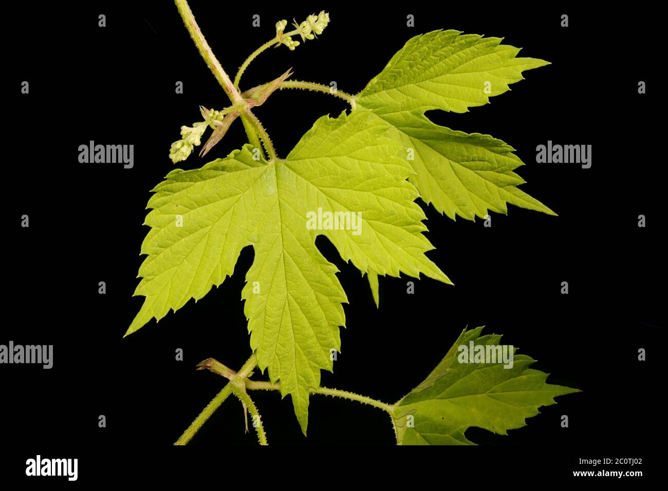 Hop (Humulus lupulus). Leaf Closeup Stock Photo