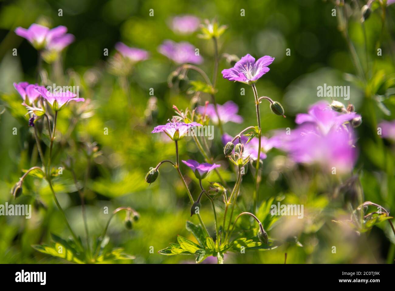 Geranium sylvaticum or woodland geranium flowers Stock Photo