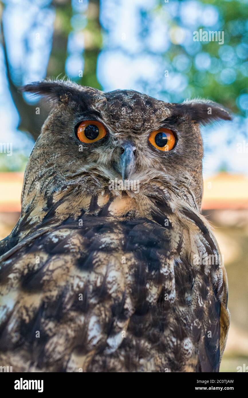 Portrait of a euroasian eagle owl Stock Photo