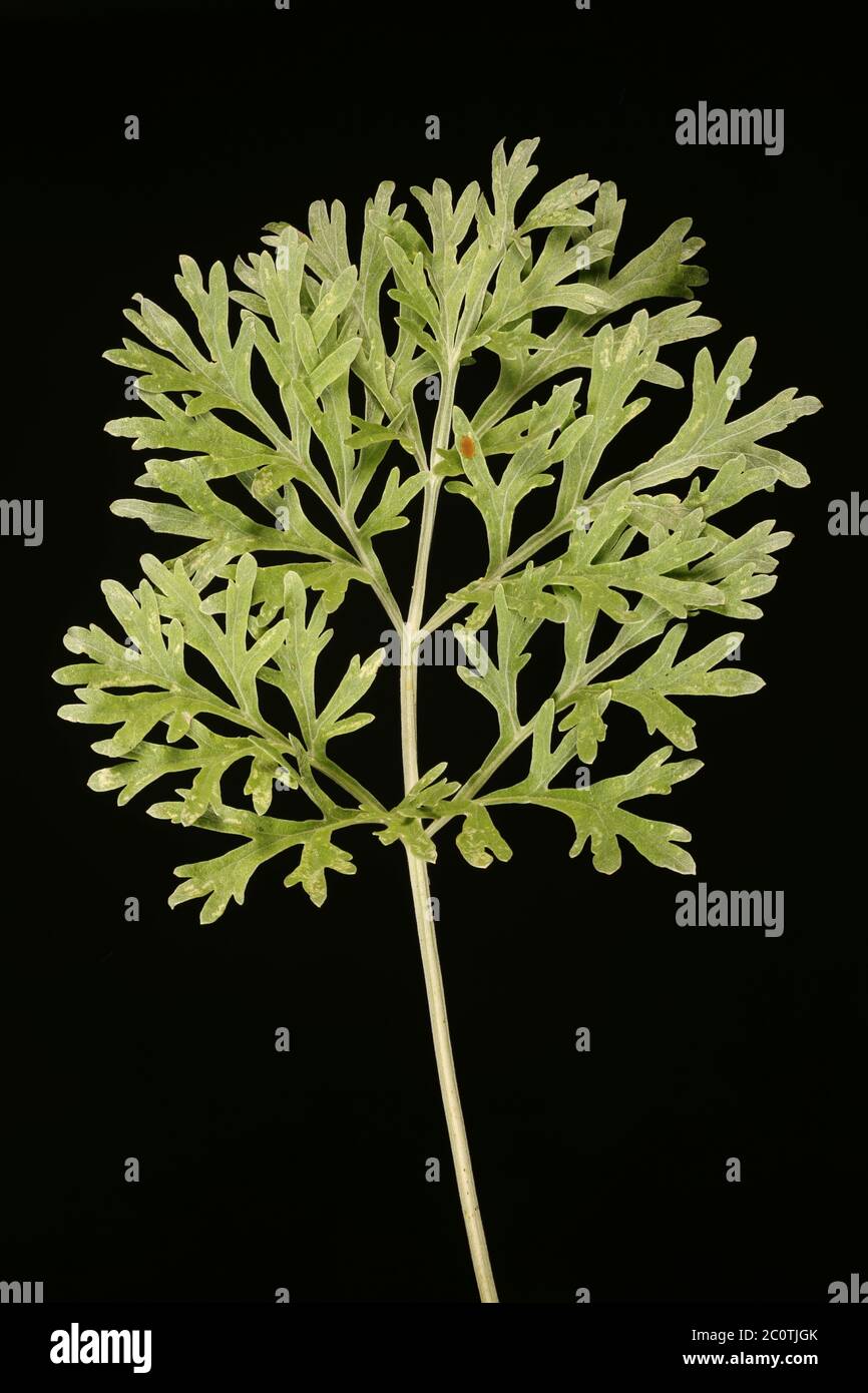 Wormwood (Artemisia absinthium). Leaf Closeup Stock Photo