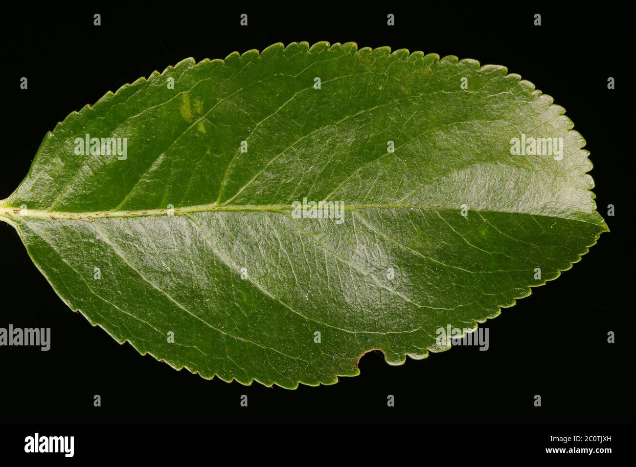 Mitschurin's Chokeberry (Aronia mitschurinii). Leaf Closeup Stock Photo
