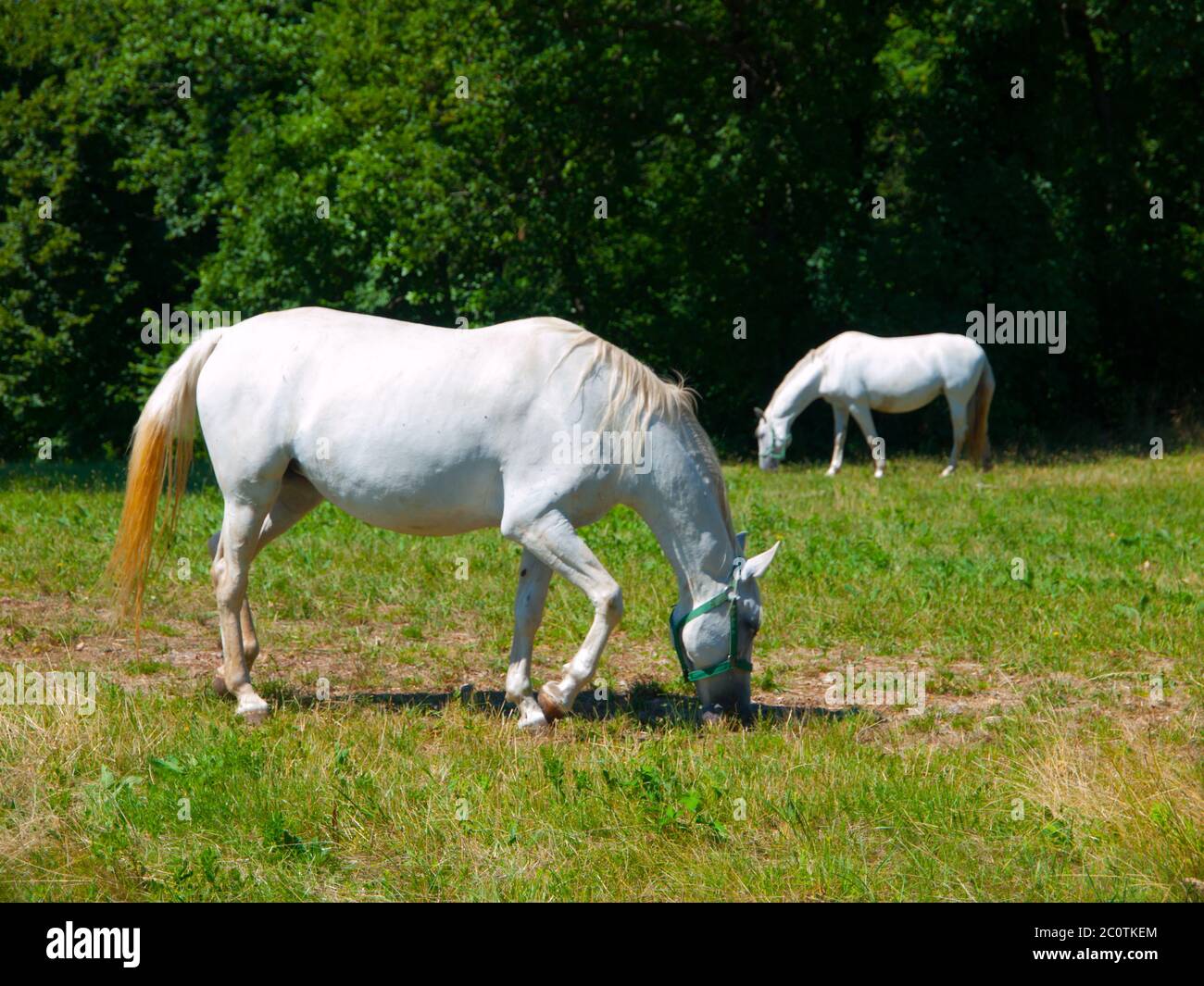 Two lipizzaner horses grazing on a green meadow, Lipica, Slovenia Stock Photo