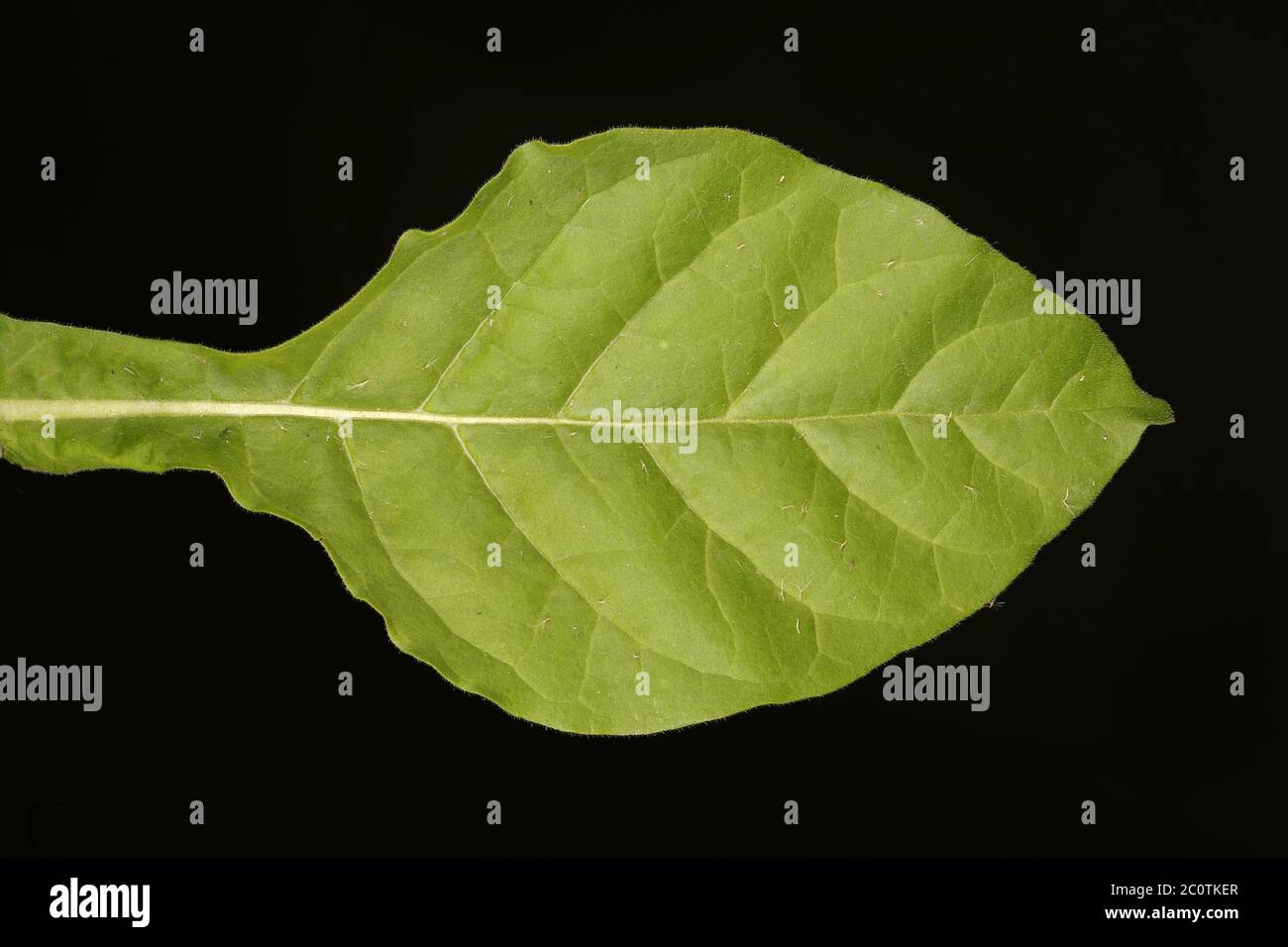 Sweet Tobacco (Nicotiana alata). Leaf Closeup Stock Photo