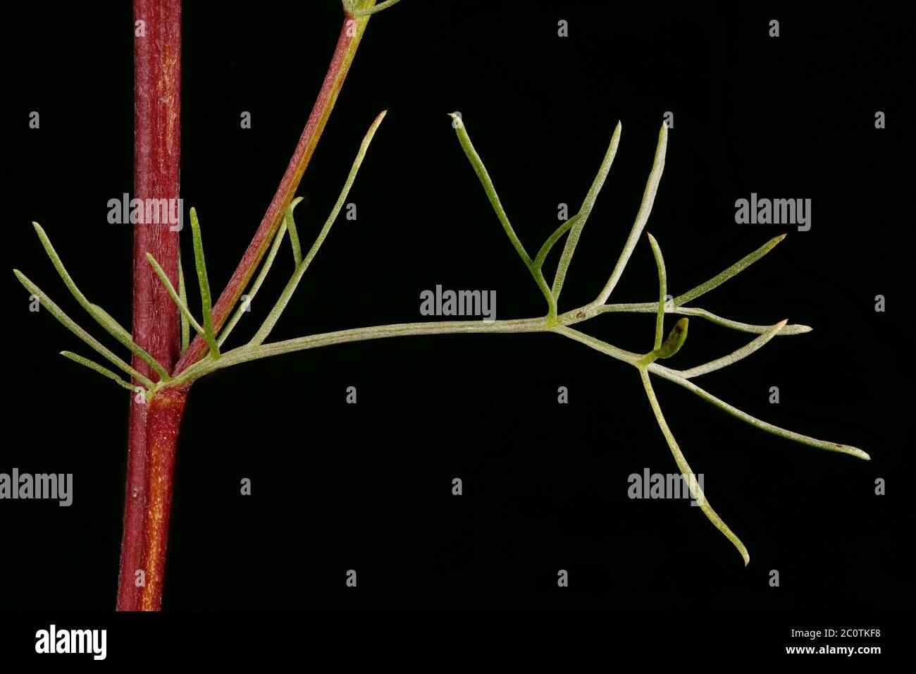 Field Wormwood (Artemisia campestris). Leaf Closeup Stock Photo