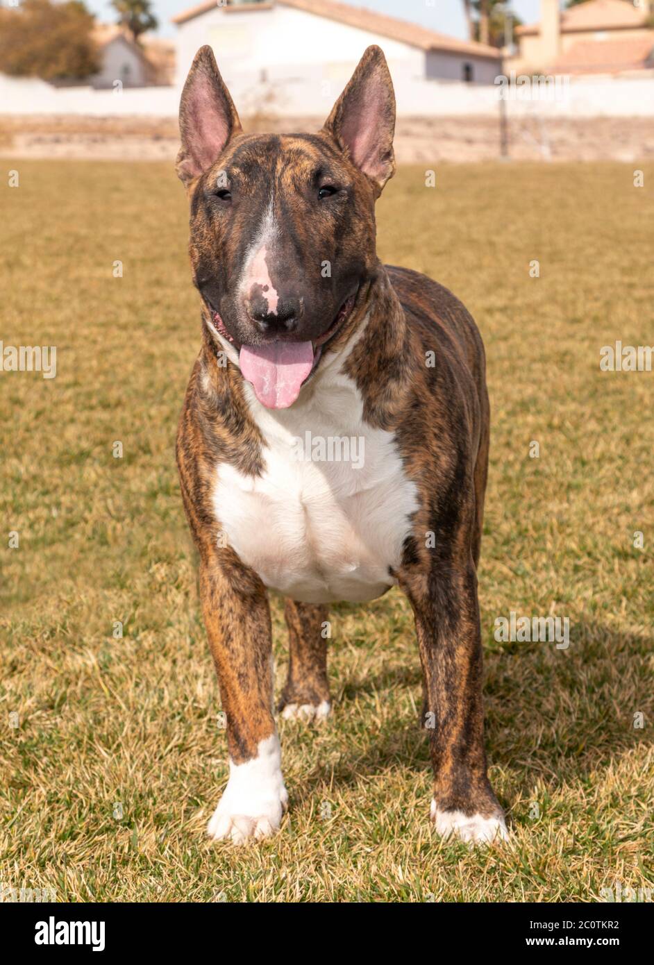 Huge bull cheap terrier