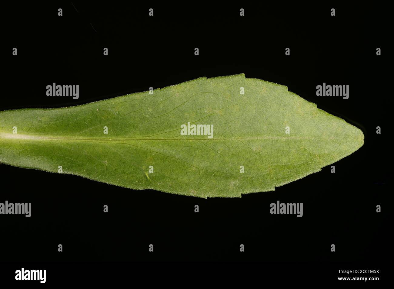 Confused Michaelmas Daisy (Symphyotrichum novi-belgii). Leaf Closeup Stock Photo
