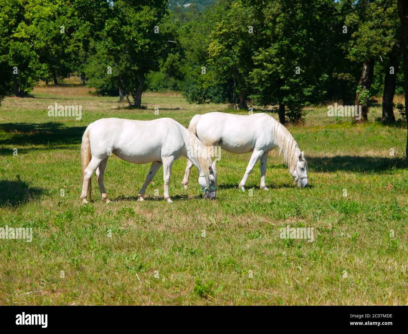 Two lipizzaner horses grazing on a green meadow, Lipica, Slovenia Stock Photo