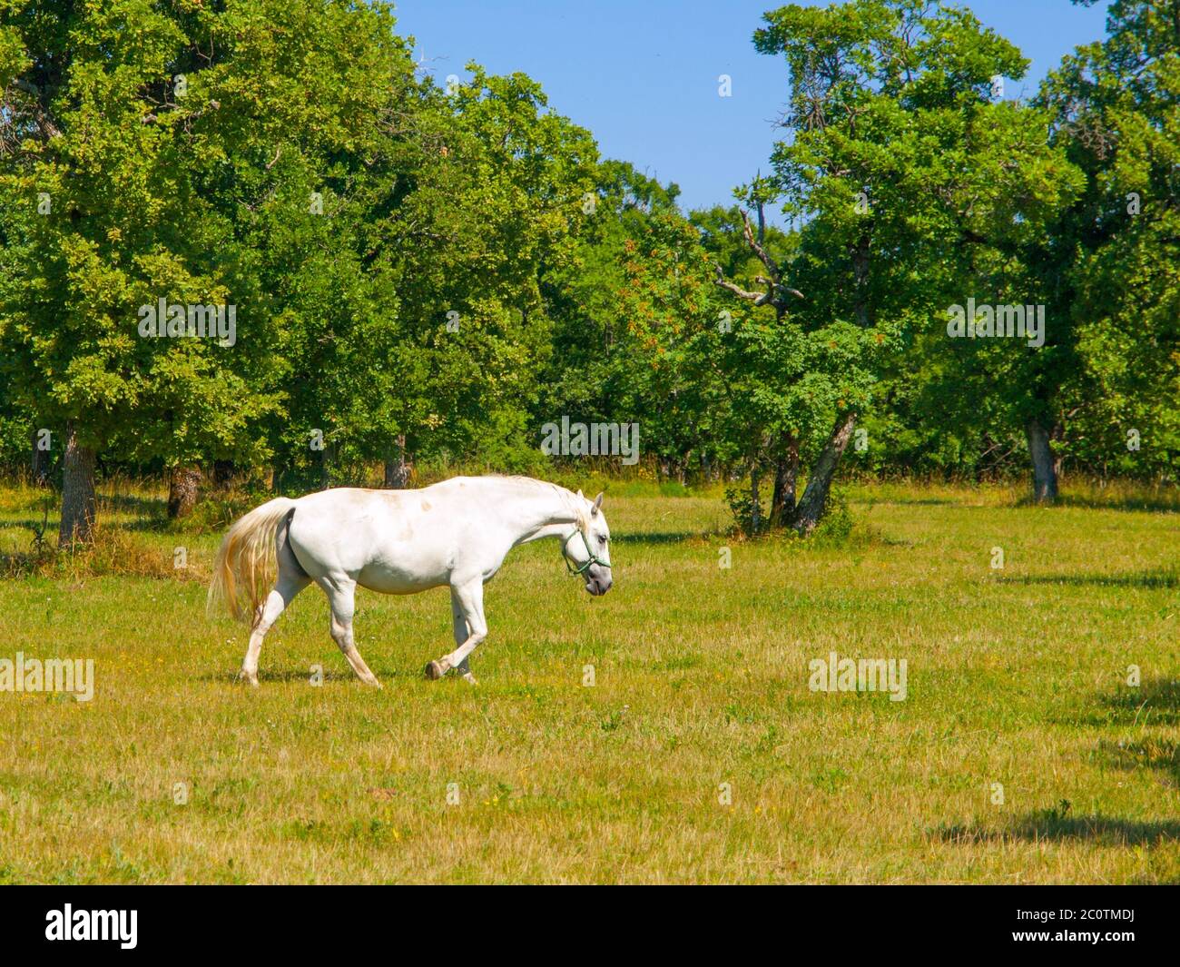 Lipizzaner stallion walks on pasture in sunny day, Lipica, Slovenia Stock Photo