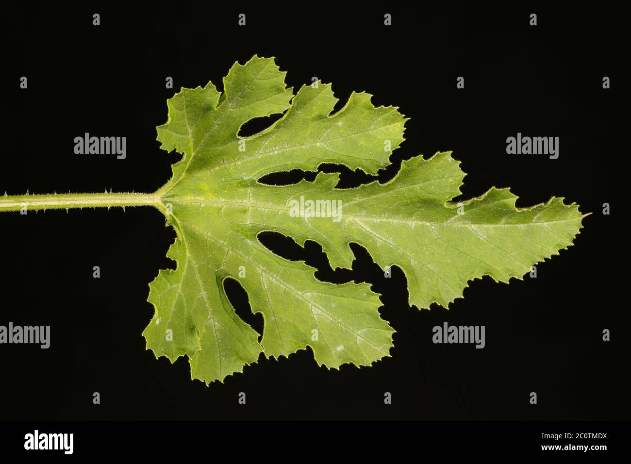 Marrow (Cucurbita pepo). Leaf Closeup Stock Photo