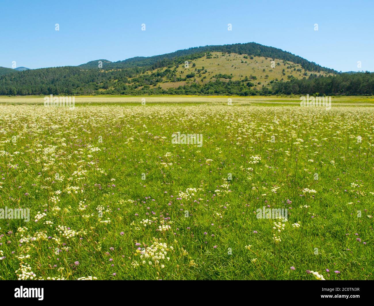 Intermittent lake is typical in slovenian Green Karst. In dry summer season looks like meadow. Stock Photo