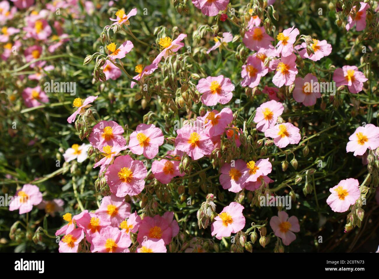 Garden Pink Flower Stock Photo