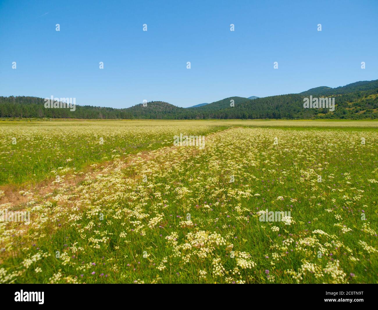 Petelinje lake. Intermittent lake is typical in Green Karst. In dry summer season looks like meadow. Slovenia. Stock Photo
