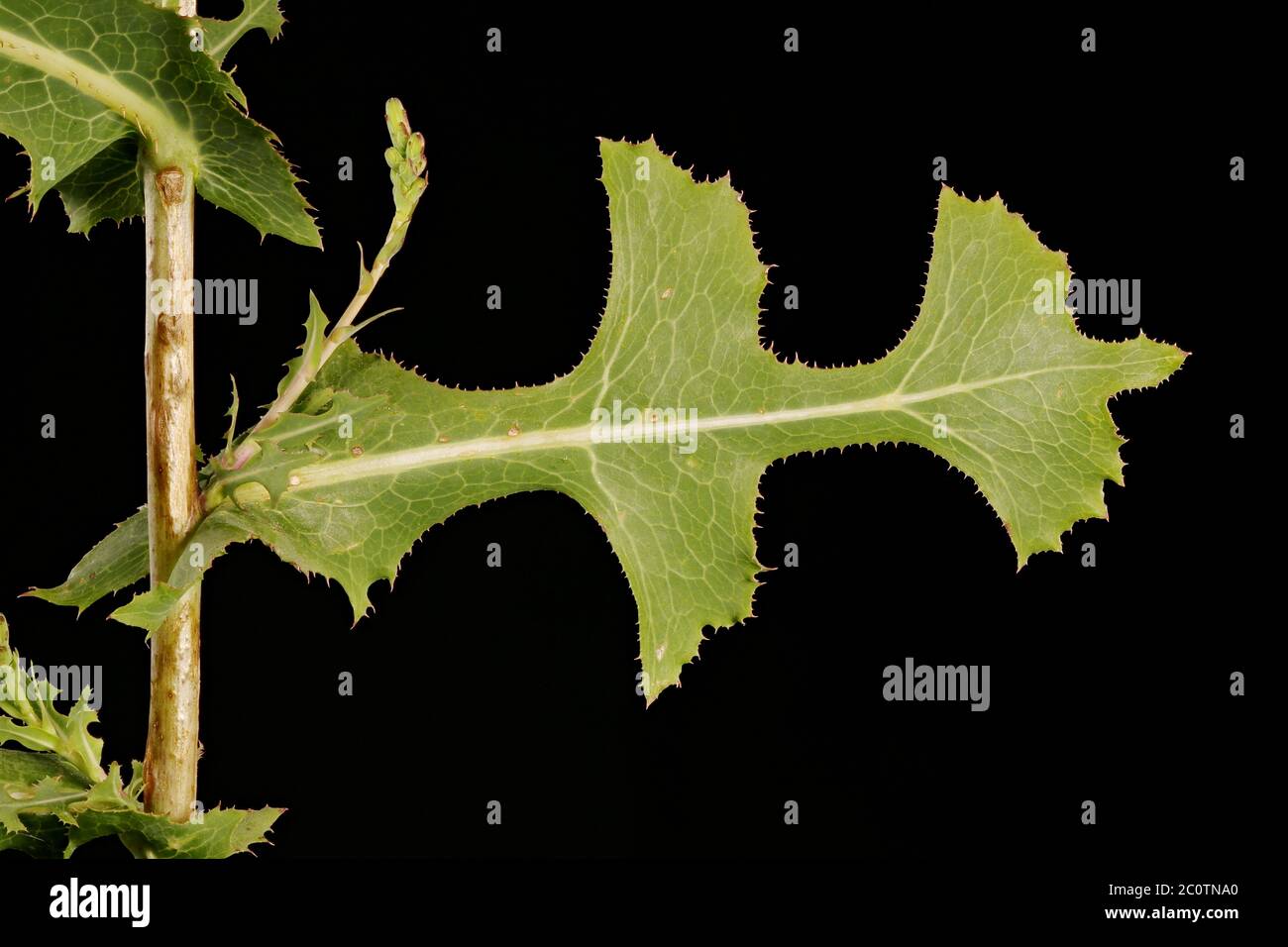 Prickly Lettuce (Lactuca serriola). Leaf Closeup Stock Photo