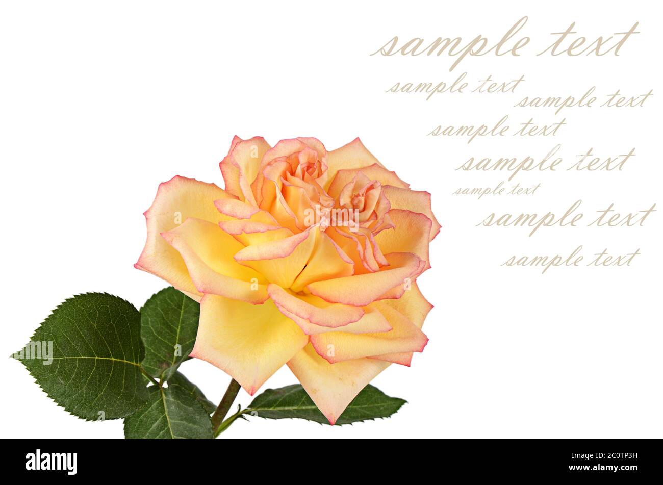 The yellow rose on white background Stock Photo Alamy