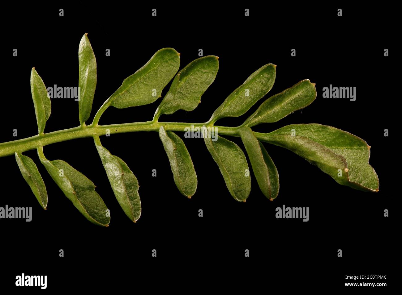 Large Bitter-Cress (Cardamine amara). Leaf Closeup Stock Photo