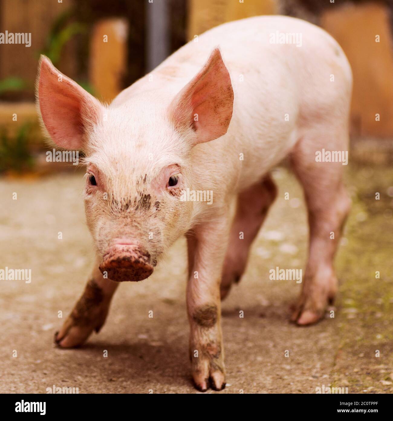 Animal portrait of standing cute little pink pig. Stock Photo